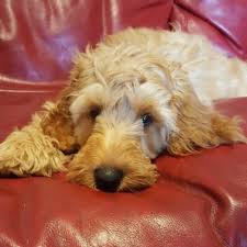 3 apricot males 2 black males 3 black females newborn f1 miniature labradoodles. Ruby Australian Cobberdogs Labradoodles