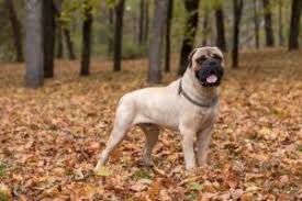Anche per il suo aspetto peculiare e simpatico, il bellissimo. Cane Dogue De Bordeaux Carattere Alimentazione Caratteristiche Della Razza