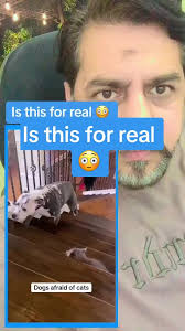 When My 50 Pound Dog Works Yo The Coursge to Walk by The Cat