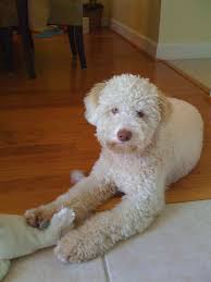 Fci/country of origin breed standard; Lagotto White Orange Italian Water Dog Lagotto Romagnolo Lagotto Romagnolo Dogs