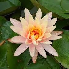 Syarat tersebut antara lain adalah Hukum Duduk Di Antara Dua Khutbah Jumat Dan Hari Raya