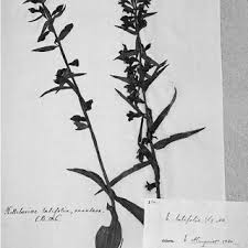 Image result for Dielsiothamnus divaricatus