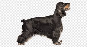 Alan Spaniel Amerikan Cocker Spaniel Ingiliz Cocker Spaniel Amerikan Su Spaniel Ingiliz Springer Spaniel Digerleri Muhtelif Etobur Png Pngegg