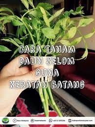 We did not find results for: Kazz Hidroponik Cara Mudah Tanam Daun Selom Guna Kaedah Facebook