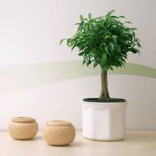 Turn Your Home Into An Urban Jungle With A Ficus Or Any Of These Other Time Tested Small Trees For Indoor Spaces Bathroom Plants Ficus Tree Indoor Small Trees