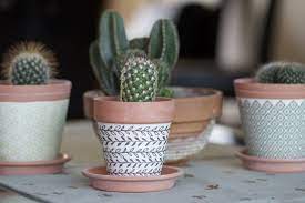 L'on dit q'uil ne faut pas arroser trop un cactus c'est vrai et faux car en été il faut l'arroser beaucoup pour que les racines soit bien mouillet mais tous les 15 jours 1 mois. Comment Prendre Soin Des Cactus D Interieur Un Brin Naturel