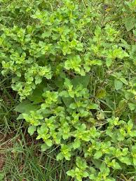 Image result for Acanthospermum hispidum