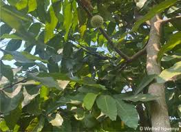 Image result for Treculia