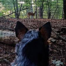 Diy pet gate baby gate freestanding extra wide tall jennifer maker. How To Build A Quick Easy And Inexpensive Dog Fence Pethelpful