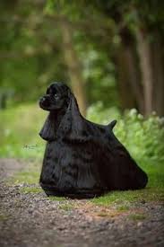 Black And Tan Cocker Spaniel For Sale Los Angeles Doggy Dan S Kind Gentle Dog Training Method American Cocker Spaniel Cockapoo Dog Black Cocker Spaniel