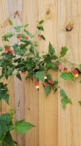 Image result for Abutilon angulatum