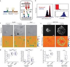 Today we gonna review kl special force (2018) rated 6.8 ✅ on imdb with over 417 votes / 2 votes on tmdb , this film released on mar. Integrin Mediated Traction Force Enhances Paxillin Molecular Associations And Adhesion Dynamics That Increase The Invasiveness Of Tumor Cells Into A Three Dimensional Extracellular Matrix Molecular Biology Of The Cell