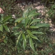 Image result for Eriosema monticola