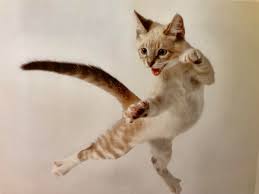 We did not find results for: The Karate Cat Vanquisher Of Foes Special Ability Pounce Bossfight