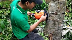 Bersihkan kawasan dan potong pokok di jasin. Tebang Pokok Tepi Rumah Youtube
