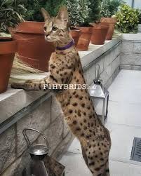 The serval is a wild animal, and for this reason several states have prohibited their ownership or required specific licenses. F2 Savannah Cat Savannah Kitten Savannah Cat F2 Savannah Cat