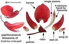 Image Result For Sweet Pea Dissect Parts Of A Flower Medical Herbs Banner