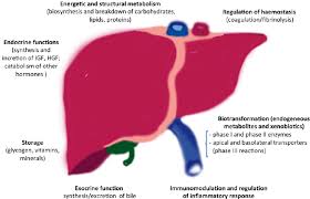 Liver structure liver function human liver structure liver anatomy diagram of liver… page contents1 liver location1.1 liver functions1.1.1 1. Schematic Representation Of The Principal Liver S Functions Download Scientific Diagram