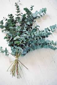✓ free for commercial use ✓ high quality images. Eucalyptus Eucalyptus Bouquet Planting Flowers Plants