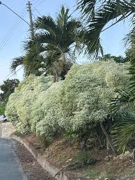 Image result for Napoleonaea gossweileri