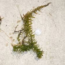 Image result for Hydrilla