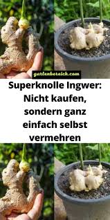 Weitere ideen zu garten, pflanzen, ingwer pflanzen. Superknolle Ingwer Nicht Kaufen Sondern Ganz Einfach Selbst Vermehren In 2021 Gemuse Pflanzen Garten Bepflanzen Garten Anpflanzen
