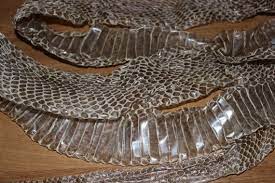 5 out of 5 stars. Complete Moroccan Cobra Snake Shed Skin 77