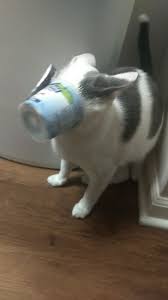 Got His Face Stuck In My Yogurt Glassware Yogurt Tableware