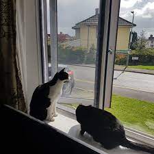 A quality cat window screen with pre attached self adhesive fixings making it easy to fix to any window. Window Mesh For Cats Cheapest Prices Free Delivery Anywhere In Germany