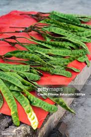 Image result for Parkia