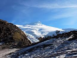 Image result for Exacum zombense