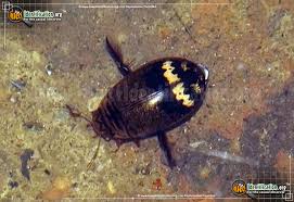 The great diving beetle (dytiscus marginalis) is an aquatic diving beetle native to europe and northern asia, and in the uk is common in wales, much of england and southern scotland but less common on chalk and in the far north. Predaceous Diving Beetle Acilius Mediatus