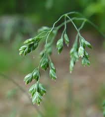 Image result for Poa binata