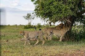 We did not find results for: Spacetraveller Activity 5 Days Budget Safari 1nt