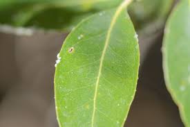 Image result for Avicennia marina