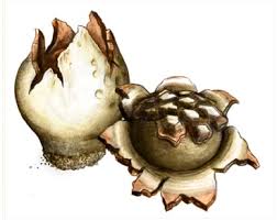 Image result for Scleroderma polyrhizon