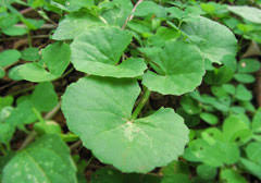 Image result for Centella glabrata