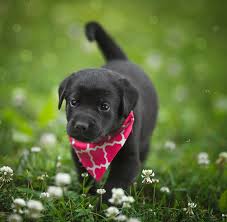 Browse 29,542 labrador retriever stock photos and images available, or search for labrador retriever puppies or golden retriever to find more great stock photos and pictures. Black Lab Pup 3 Photograph By Jonathan Ross