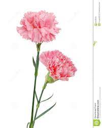 Roses are best known as ornamental plants grown for their flowers in the garden and sometimes indoors. Pink Carnation More Similar Stock Images Of Decorative Pink Carnation Flowers Carnation Flower Flower Artists Flowers