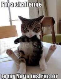 I M Challenge To My Yoda Instructor Happy Cat Funny Cat Compilation Cats