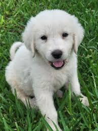 Great Pyrenees puppies for sale in Alamo
