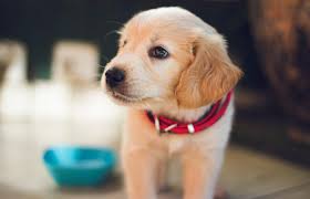 Psy po pandemii, czyli... jak postępować, aby po powrocie do normalności  pies nie miał lęku separacyjnego