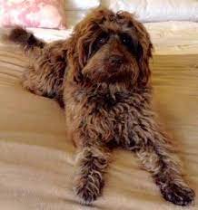 Labe's australian cobberdogs has first pick from a litter for potential breeding dogs. What Is An Australian Spring Hills Australian Cobberdogs Facebook