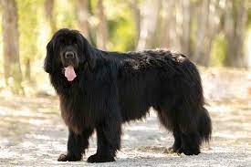 What are the best short haired dog breeds? 10 Popular Dog Breeds That Have Black Coats
