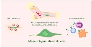Image result for Hematologic Cancer