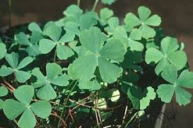 Image result for Marsilea minuta