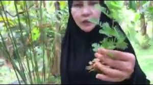 8 manfaat bagus strawberi untuk kecantikan kulit wajah Inilah Khasiat Daun Dukung Anak Untuk Ikhtiar Mendapatkan Zuriat My Info Maya