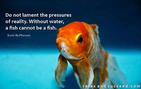 Wars Of Identity Relax And Succeed Do Not Lament The Pressures Of Reality Without Water A Fish Cannot Be A Fish Scott Mcpherson War Relax Identity
