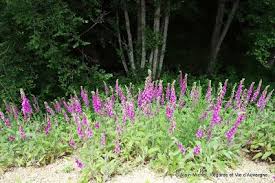 Les Digitales Fleurs Communes D Auvergne Digitale Fleur Planter Des Fleurs Et Fleurs