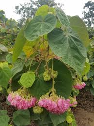 Image result for Dombeya acutangula